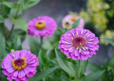 gerbera çiçekleri Bahçe