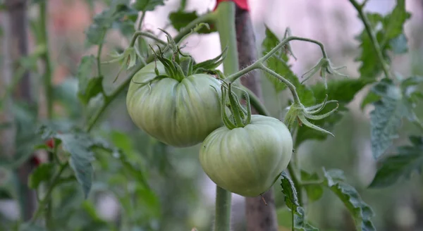 Pomodoro biologico puro che cresce in un orto — Foto Stock