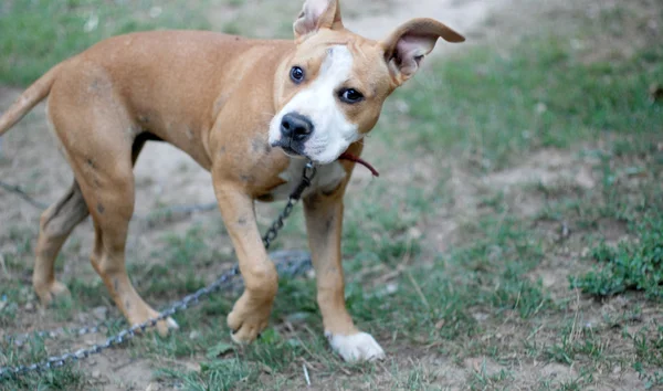 Amstaff perro en un césped — Foto de Stock