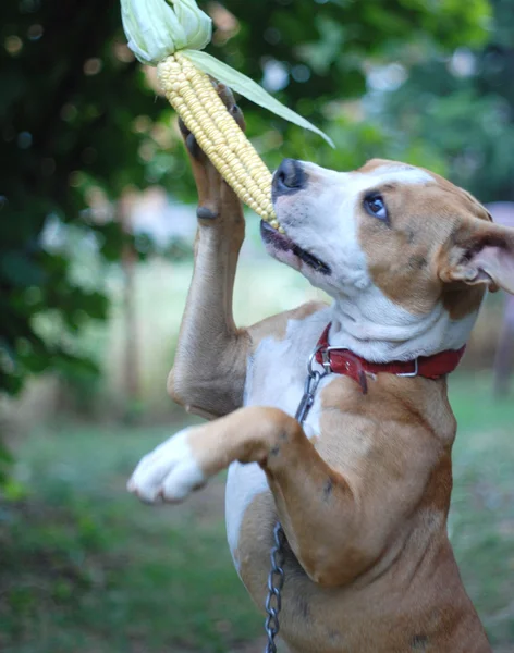 Amstaff cão comer espiga de milho — Fotografia de Stock