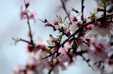 Vahşi bir ağacın pembe çiçeği