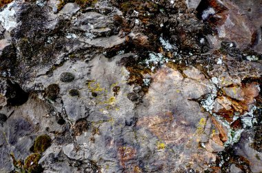 Eski bir taş üzerinde yosun