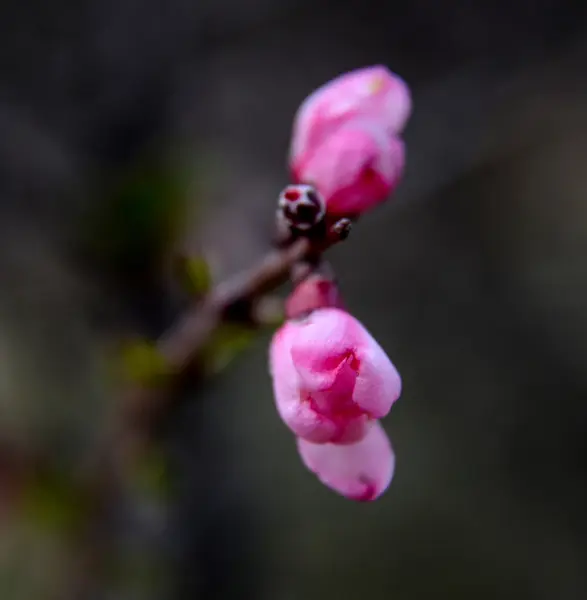 Růžové květy divoké stromu — Stock fotografie
