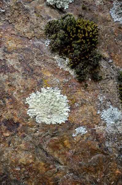 Musgo em uma pedra velha — Fotografia de Stock