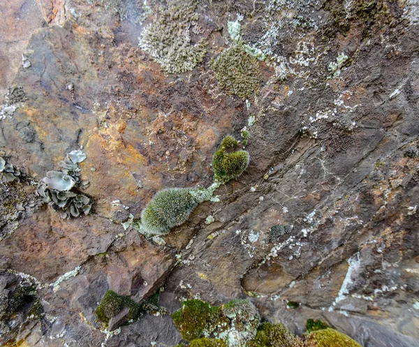 Moss en una vieja piedra —  Fotos de Stock