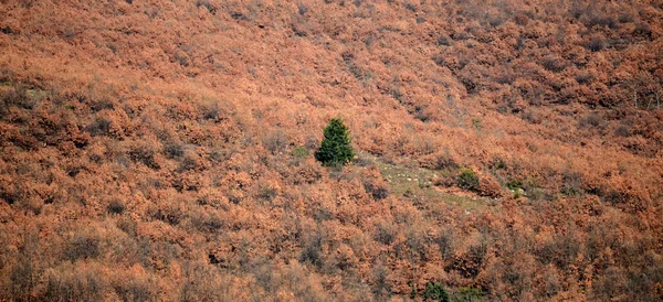 Одне зелене дерево в коричневому лісі — стокове фото
