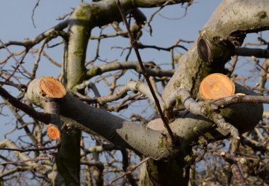 elma twigs baharda silinen