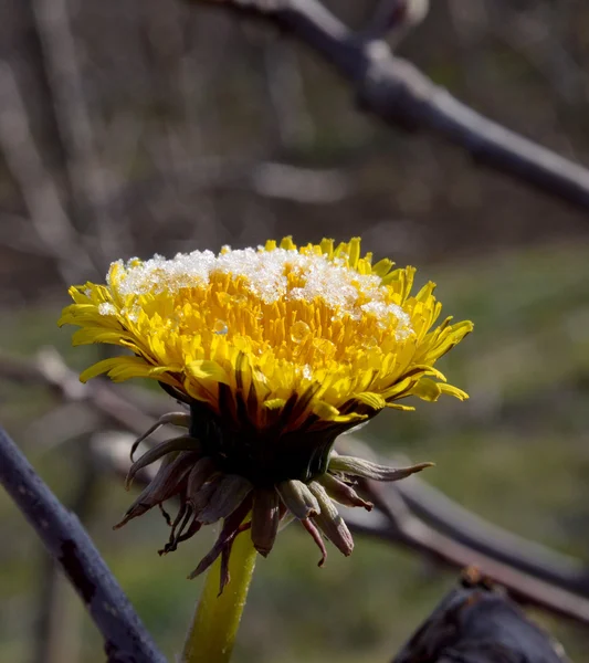 Morgon frost på en maskros blomma — Stockfoto