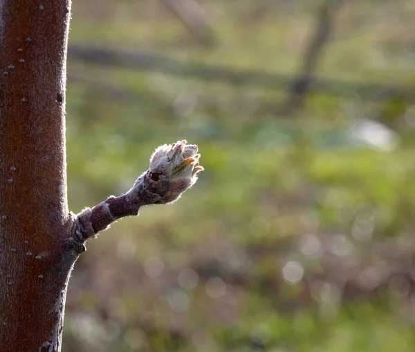 Branche de pommier avec bourgeons au printemps — Photo