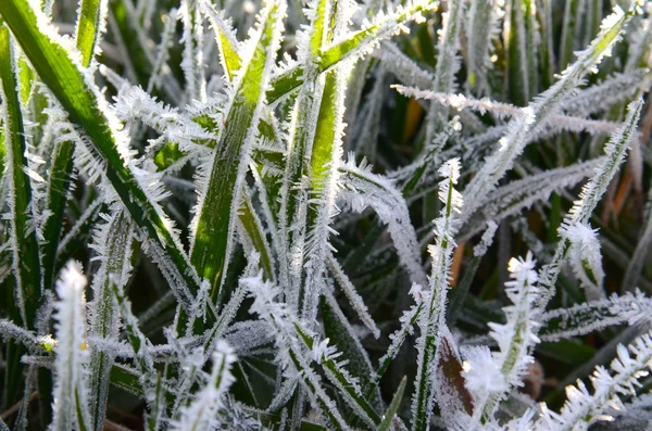 Sabah Frost'un bir çim üzerinde — Stok fotoğraf