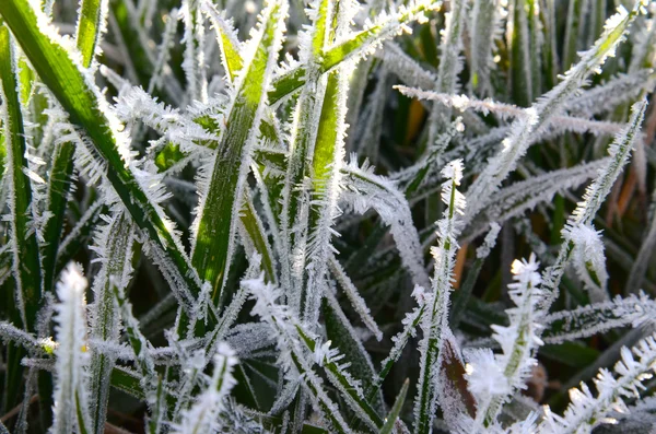 Helada de la mañana en una hierba — Foto de Stock