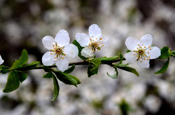 Våren blommar på trädgren — Stockfoto