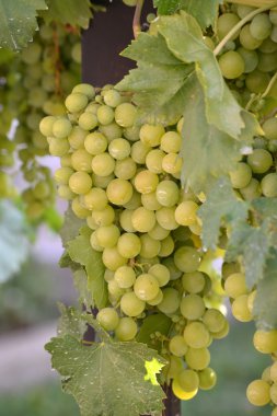 Bir bağ içinde üzüm demet