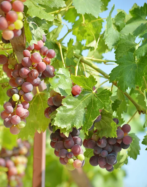 Bunch of grape in a vineyard — Stock Photo, Image