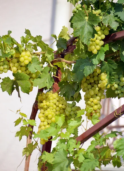 Um bando de uvas numa vinha — Fotografia de Stock