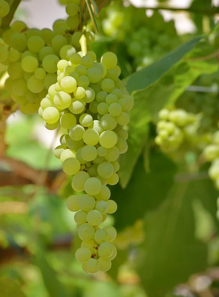 Ramo de uva en un viñedo —  Fotos de Stock