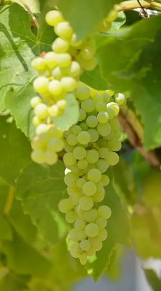 Um bando de uvas numa vinha — Fotografia de Stock