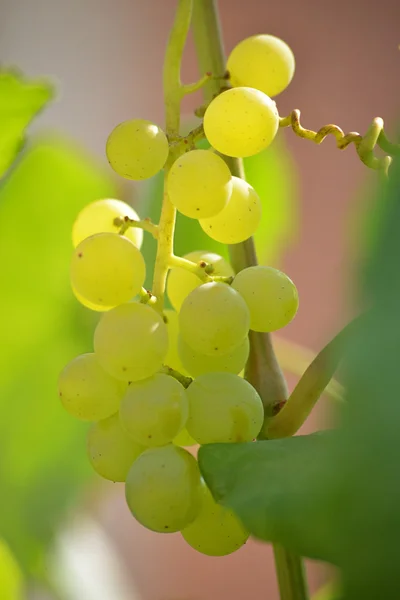 Banda hroznů na vinici — Stock fotografie