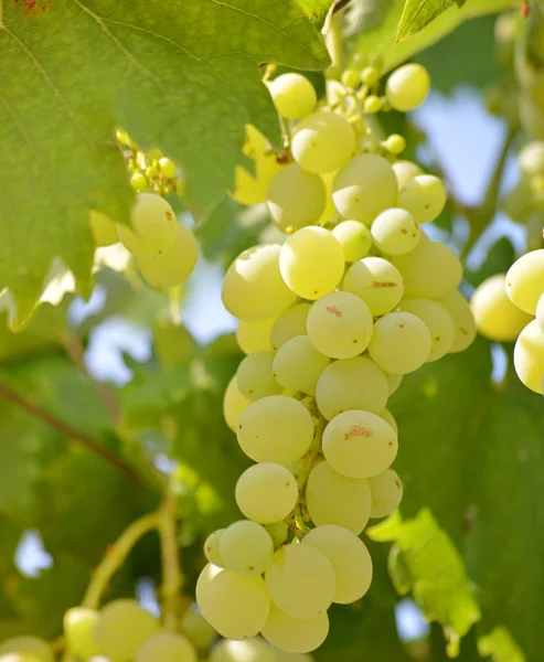 Um bando de uvas numa vinha — Fotografia de Stock