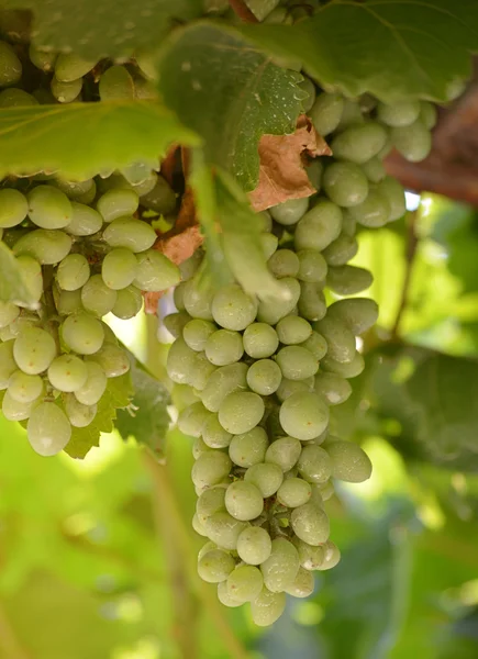 Bunch of grape in a vineyard — Stock Photo, Image