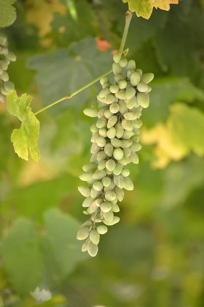 Stelletje druif in een wijngaard — Stockfoto