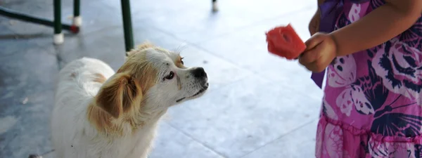 Kız karpuz dilimi köpek için verir. — Stok fotoğraf