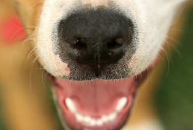 Amerikan stafordshire terrier köpek 