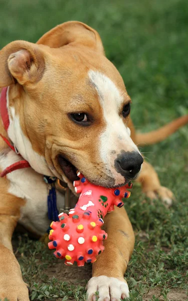 American stafordshire terrier dog — Stock Photo, Image