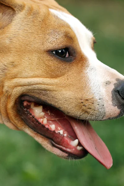 Американський стаффордширський тер'єр собака — стокове фото