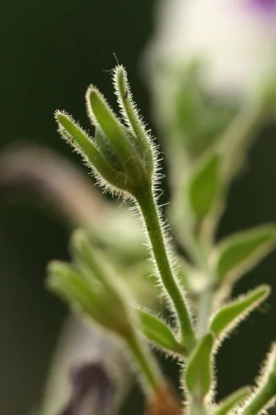 Flower bud med bokeh — Stockfoto