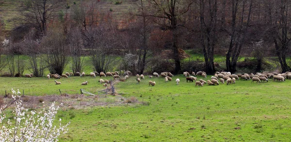 Ovelhas pastando no campo de grama. Tema animal — Fotografia de Stock