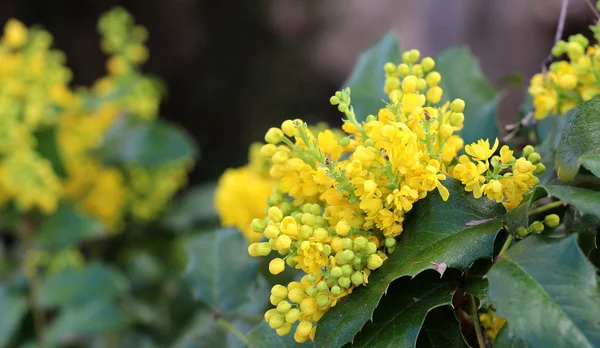春のブッシュ植物の黄色い花 — ストック写真