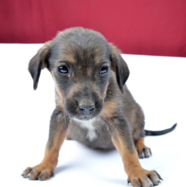 bir stüdyoda bir şirin sokak köpek resmi