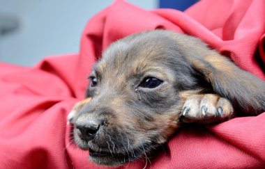 bir stüdyoda bir şirin sokak köpek resmi