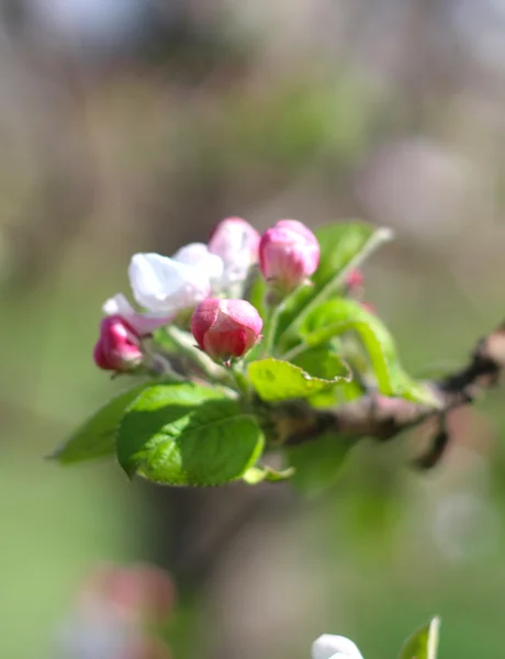 4 月にピンクのリンゴの花 — ストック写真