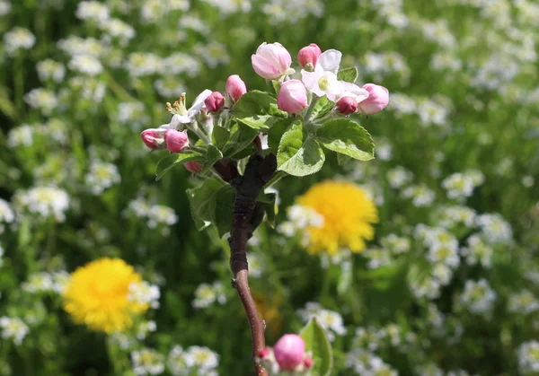 Rózsaszín Alma virágok áprilisban — Stock Fotó