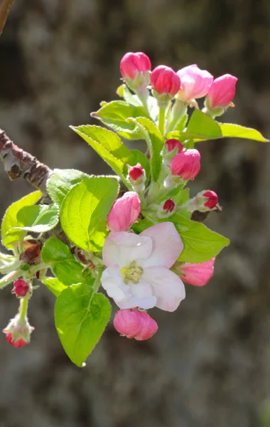 Pink apple blossoms in april — Stock Photo, Image