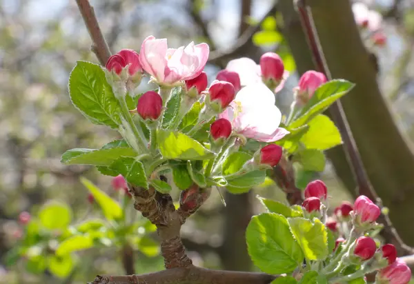 Pink apple blossoms in april — Stock Photo, Image