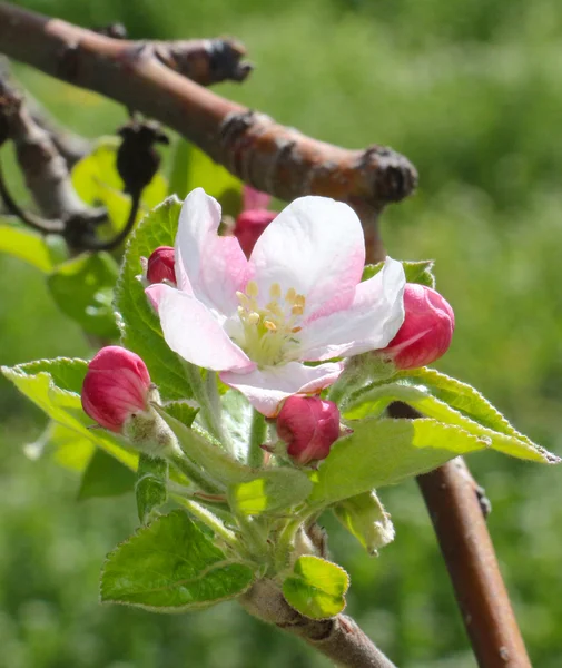 Manzana rosa florece en abril —  Fotos de Stock