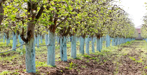 Blooming apple trees in spring — Stock Photo, Image