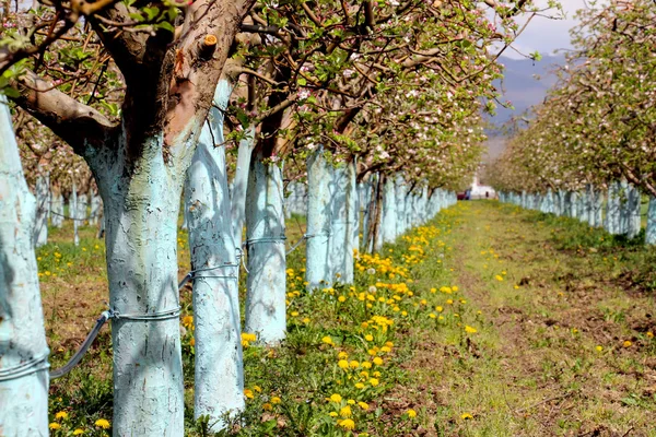 Blooming apple trees in spring — Stock Photo, Image