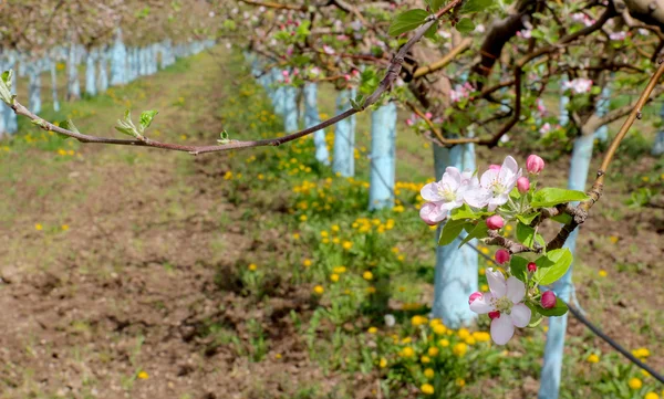 Nisan ayında pembe elma çiçeği — Stok fotoğraf