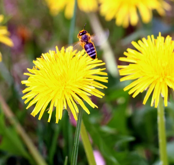 Pollen d'abeille sur une fleur jaune de pissenlit au printemps — Photo