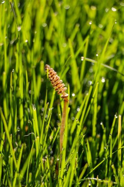 Bir çim üzerinde çiğ damlaları