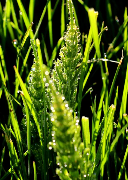 Ochtenddauw druppels op een gras — Stockfoto