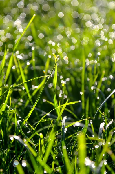 Ochtenddauw druppels op een gras — Stockfoto