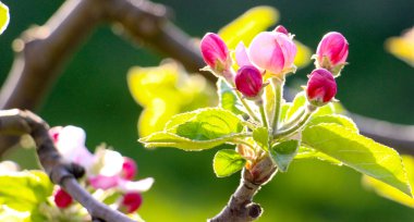  Nisan ayında pembe elma çiçeği