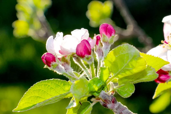 Rosa äpple blommar i april — Stockfoto