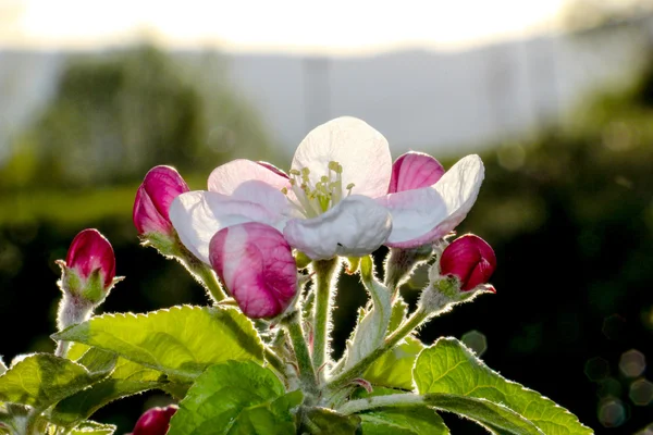 Rózsaszín Alma virágok áprilisban — Stock Fotó
