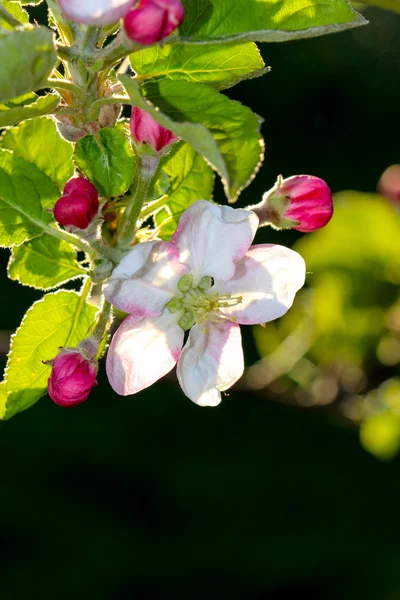 Rosa äpple blommar i april — Stockfoto